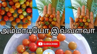 இவனே ஒரு நாளைக்கு  இவ்வளவா 🥹|Cherry Tomato 🍅#support #vegetablefarming #trending