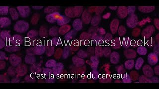 It's Brain Awareness Week! C’est la semaine du cerveau!