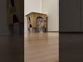 獲物を狙う猫 shorts