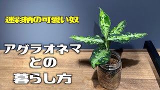 【観葉植物】迷彩柄のカワイイやつ！アグラオネマとの暮らし方。【灌木_多肉_アガベ_CODEX_ストックガーデン】ピクタム・トリカラー