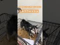 セルフウォッシュ頑張った柴犬さん shorts 柴犬 豆柴 豆柴暮らし セルフウォッシュ