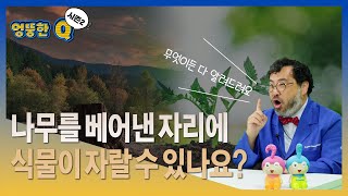 나무🌳를 베어낸 자리에 씨앗을 심는다면?? 식물이 자랄 수 있을까?🤨ㅣ엉뚱한Q 시즌2