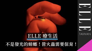 大自然的生物探索！螢火蟲要把握交配前的閃爍？｜ELLE療生活 @deethebugbuff6953