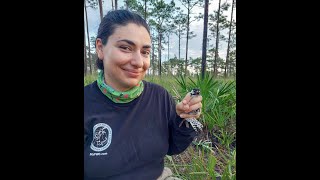 Monitoring Red cockaded Woodpeckers