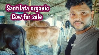 After a long time santilata organic cow for sale / odisha dairy farm /dairy business