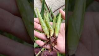 Propagation Of Small Aloe Vera plants || #garden #experiment #plants