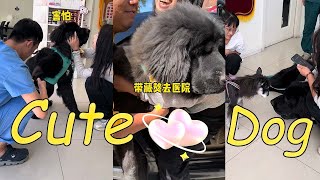 🐶带藏獒去医院是什么体验？多吉最近总是频繁崴脚，来看看到底咋回事？【藏獒加布】