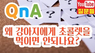 왜 강아지에게 초콜렛을 먹이면 안되나요?