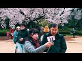 【cherry blossoms】tokyo. shinjuku gyoen episode 2. 2019 4k 新宿御苑 ソメイヨシノ