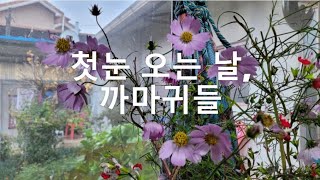 첫눈 오는 날, 까마귀, 새들