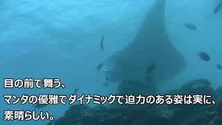 ルディ様、降臨。それからの暮らし７.and石垣島ダイビング　マンタ登場。