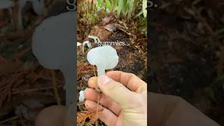 DIY Natural Mushroom Gummies 🍄😍 #foraging #wildfood #chill