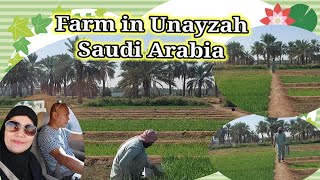 Farm in Unayzah Saudi Arabia