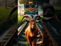 a man saved a goat from a train 🚂🐄💪 shorts viral animalemergency savedthecow cow goat