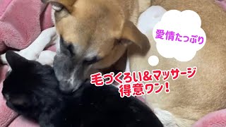 犬猫仲良し♪毛づくろいワン