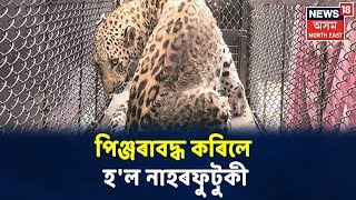 Guwahatiত আকৌ বিচৰণ কৰিছে নাহৰফুটুকীয়ে, পিঞ্জৰাবদ্ধ কৰিলে নাহৰফুটুকীটোক