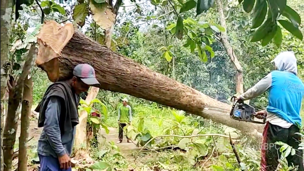 Terpental !! Gergaji Mesin MAESTRO Tebang Pohon Jati Kampung - YouTube