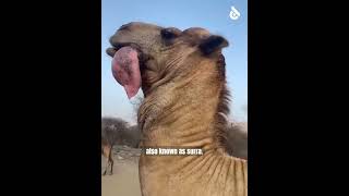 Why are camels fed poisonous snakes?