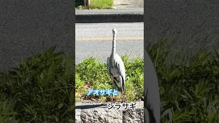 【よく見る野鳥シリーズ】アオサギとシラサギ