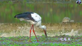 東方白鸛(Oriental Stork):2021新編台灣野鳥集錦.冬迷鳥.(Wild Birds of Taiwan)