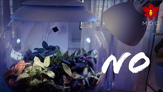 Biorb Air 60 Terrarium Final Thoughts - Is it worth the price? 🤔