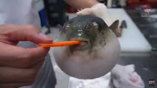 Puffer fish Eating a Carrot Moaning Meme🥕🥕🥕🐡🐡