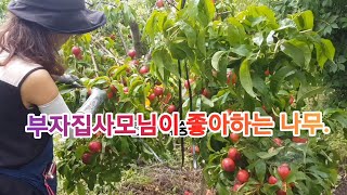 부자 집 사모님들이 너무 좋아하는 나무 (집안에 두면 돈복 터집니다)