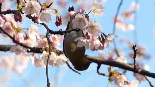 大寒桜（メジロ）とモクレン