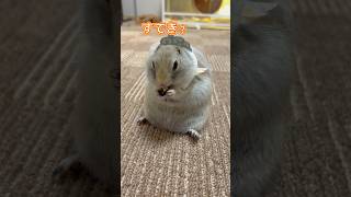 ピー助遂に‼️結婚します‼️ #ピー助 #リチャードソンジリス #animal #cute