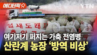 [에디터픽] 국내 가금농장, 올가을 첫 고병원성 AI 확진…여기저기 퍼지는 가축 전염병 / YTN