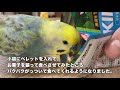 【セキセイインコ】simple film「人間のお菓子と間違えてペレットを食べるインコ」【046】