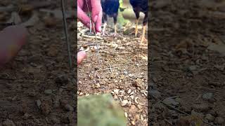 How to make a 3 in 1 frog trap, bird trap, fish trap #birds