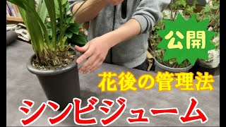 【シンビジウムのお花が終わったらやること】芽かきや水やりなど育て方を解説！！