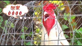 Gà Kêu Cục Tác, Gáy Ò Ó O. Gà Trống Đẹp/ Rooster Crows, Crows Ò OH O. Beautiful Rooster/ Tung Vlog