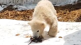 獲物を追いかけるシロクマのホウちゃん💗【天王寺動物園】Polar bear Hou-chan chasing prey 💗 [Tennoji Zoo]