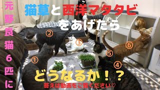 元野良猫６匹に猫草と西洋マタタビをあげるとこうなります！ｗ