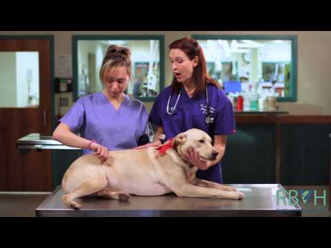 How to Check Your Pet's Vital Signs How to Check Your Pet's Vital Signs