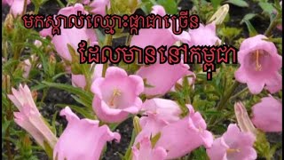 ឈ្មោះផ្កាខ្មែរដែលពិរោះៗហើយមិនសូវមានអ្នកស្គាល់ច្រើនប៉ុន្មានទេ