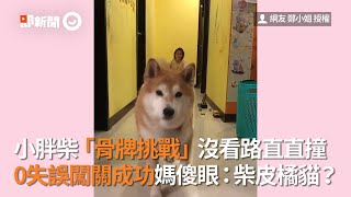 骨牌挑戰沒看路直直撞！柴犬0失誤讓媽傻眼：柴皮橘貓？｜寵物｜狗｜寵物骨牌挑戰