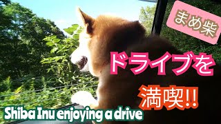 ［柴犬SUN］窓から顔を出しノリノリでドライブを楽しむ柴犬さんちゃん