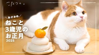 食いしん坊猫と過ごすまったりお正月