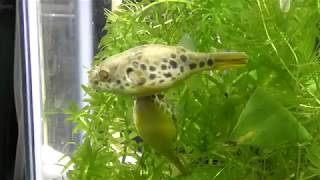 Tetraodon schoutedeni spawning eggs[Spotted Congo Puffer]