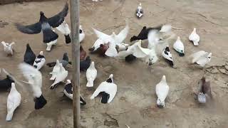 #Pigeons.Ответы на вопросы голубятников.