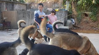 Huanong Brothers: Feed the dogs with the dog food given from a fan. It seems tasty.