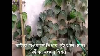 খাবার মত পিপার (চুই ঝাল) গাছ বাড়ির দেওয়ালে করা যাবে #Digital Bharat #চুইঝাল #chuijhal #money tree