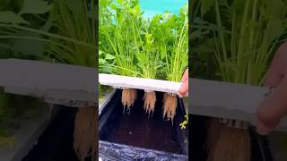 Make your Own DIY Hydroponic System at Home 🍀☘️| Hydroponics at Home #coriander  #hydroponics #diy