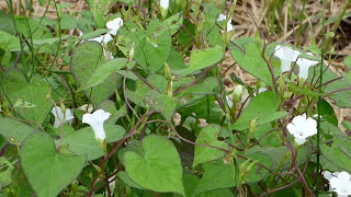 【野田市の野草】　マメアサガオが咲いていました。（Ｈ28.9.8）