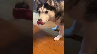 大食い早食い選手犬