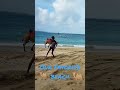 #beachlife #camels #tourism #explorebali #liveinbali #shortvideo #beachvibes #myson #beachlover