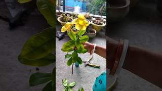 অলকানন্দা ডাল থেকে চারা তৈরির সহজ পদ্ধতি# how to grow allamanda